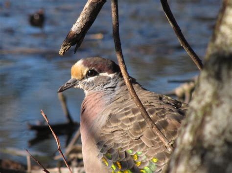 Img Trevor S Birding