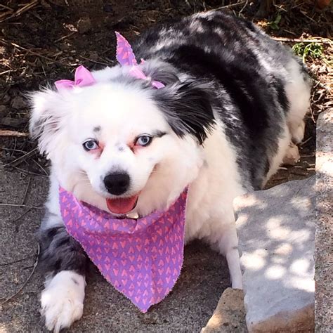 Adorable Blue Merle Mini Aussie