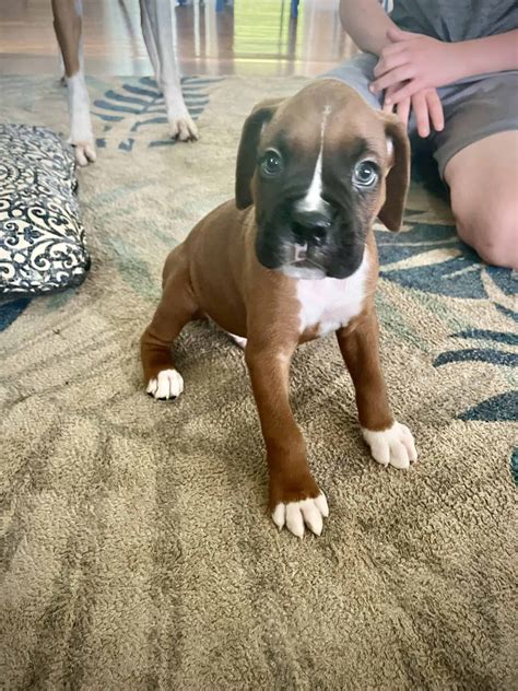 akc Boxer Puppies | PetClassifieds.com