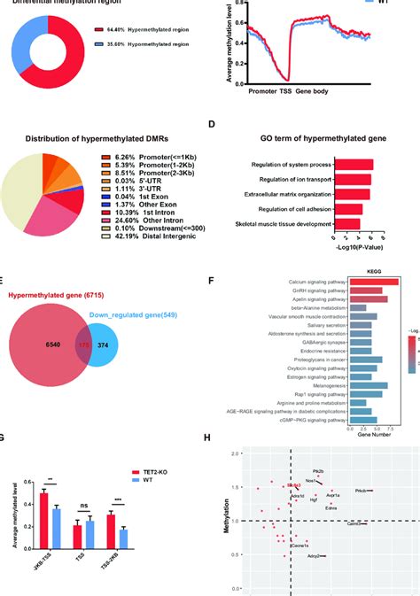 Calcium Signaling Pathway Related Genes Are Hypermethylated In Tet