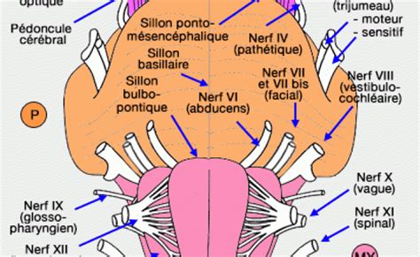 Anatomie Externe Du Tronc Cerebralencephalique Systeme Neuro Sensoriel Otosection