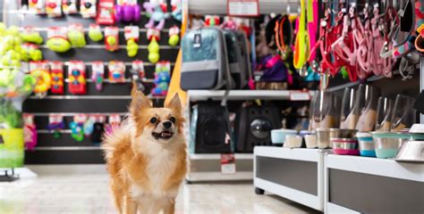 C Mo Poner Una Tienda De Accesorios Para Mascotas Sumaq Mercados