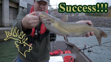 Catching Channel Catfish On Deer Liver Below A Dam YouTube