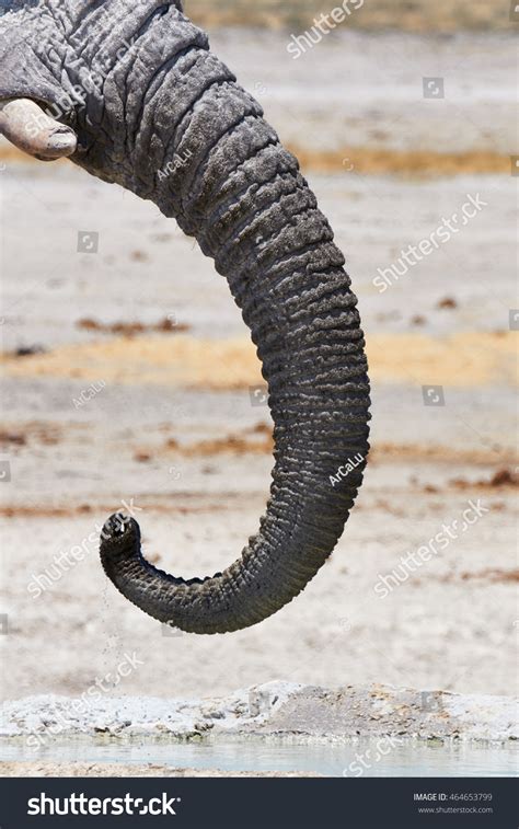 14,231 Elephant trunk close up Images, Stock Photos & Vectors | Shutterstock