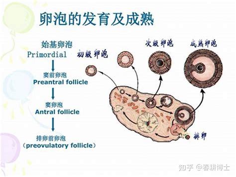 卵巢和基础卵泡跟怀孕有什么关系？ 知乎