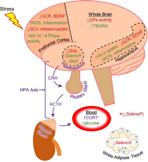 Frontiers Stress And The Brain An Emerging Role For Selenium