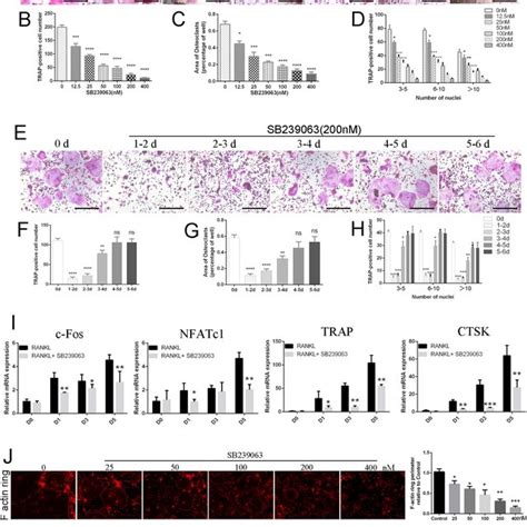 Sb Inhibits Osteoclastogenesis And Impairs Osteoclastic Bone