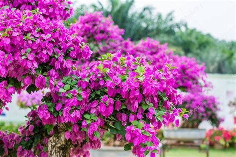 Árbol Bonsái Púrpura De Bougainvillea Spectabilis Exposición De Flores