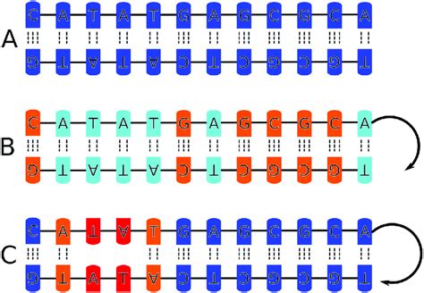 Display Of The Sequence Dependent Impact Of Global Unwinding In The