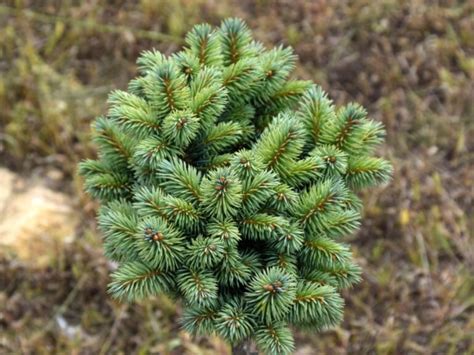 Świerk kłujący Blue Ball Picea pungens sadzonki w dobrej cenie