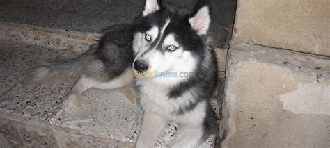 Chien Huskey Male Boumerd S Bordj Menaiel Ouedkniss Alg Rie