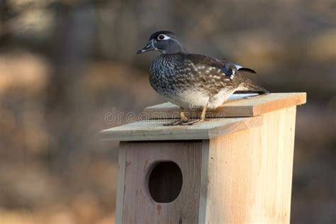 Female Wood Duck On Nest Box Stock Image Image Of Wildlife Woods