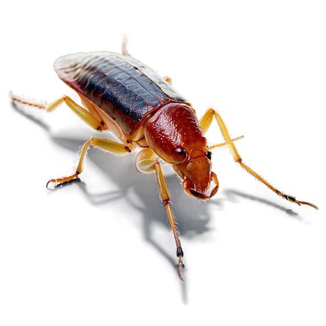 Download Roach Pest Png 05242024