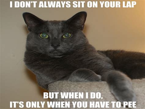 Hd Wallpaper Cat Funny Grumpy Humor Meme Quote Wallpaper Flare