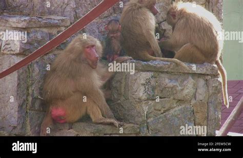 Baboon family Stock Videos & Footage - HD and 4K Video Clips - Alamy