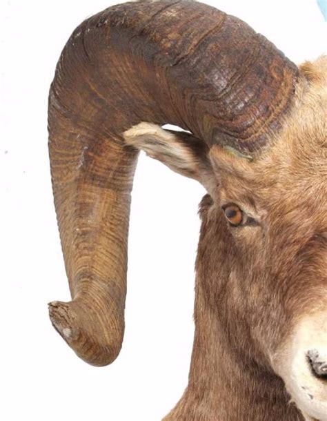 Bighorn Sheep Ram Two Full Mounts Charging