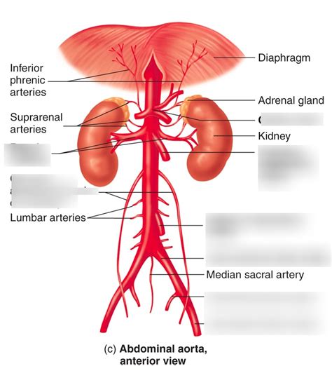 Abdominal Aorta And Tts Branches Diagram Quizlet