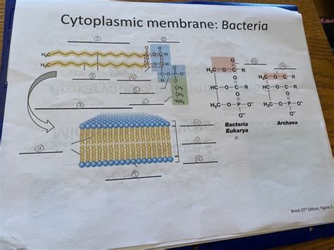 BIOL 356 Microbiology Lecture 4 Microbial Cell Structure And Function