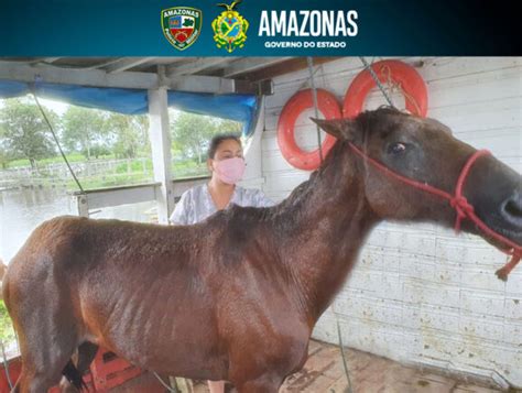 PM resgata cavalo vítima de maus tratos no Careiro da Várzea SSP