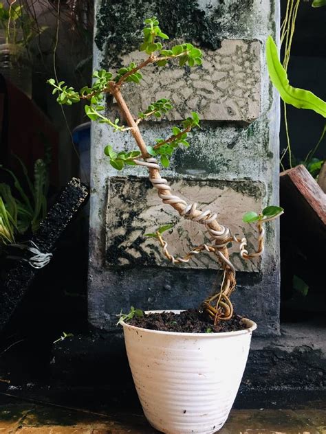 This Type Of Literati Style Bonsai Stock Photo Image Of Tree Branch