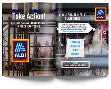 Aldi End Cages For Animals In The Us Animal Equality