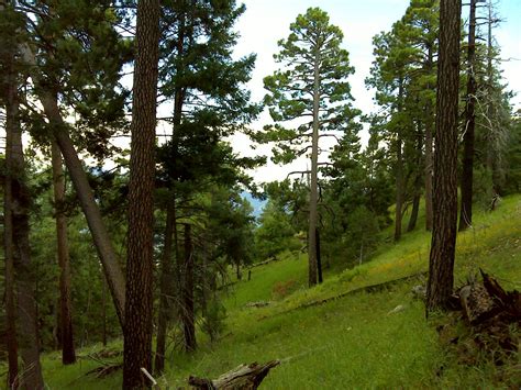 Evergreen Forest, Forest Mountain, Woodlands, Rocky Mountains, North American, Art Photography ...