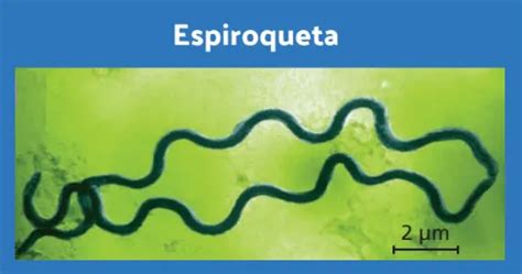 Espiroqueta morfologia bacteriana - NerdProfessor