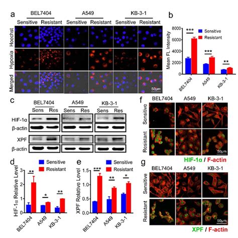 生命科学学院常津教授团队science子刊发表论文——利用纳米技术克服肿瘤耐药取得新进展 天津大学生命科学学院