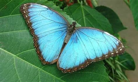 Blue Morpho Butterfly - Rain Forest Reports