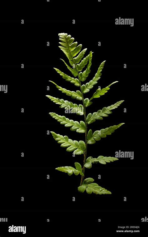 Crested Wood Fern Gray Crested Shield Fern Narrow Swamp Fern Crested