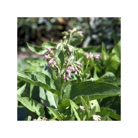 Gewone Smeerwortel Symphytum Officinale Vaste Planten Planten