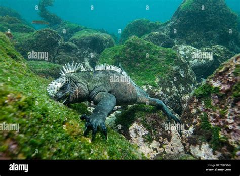 Marine Iguana Underwater