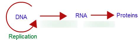 Chapter 14: Central Dogma Diagram | Quizlet