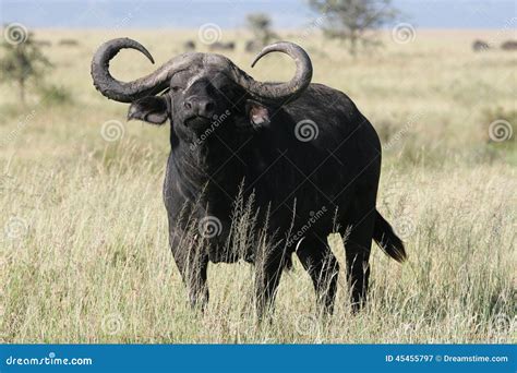 Buffalo with huge horns stock image. Image of serengeti - 45455797