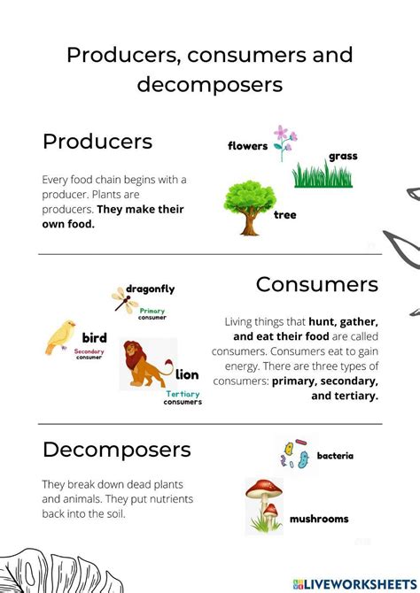 Producers Consumers And Decomposers Activity Year 4 Worksheets Library