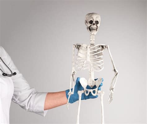 Premium Photo Doctor Holding Human Skeleton Skeletal System Anatomy