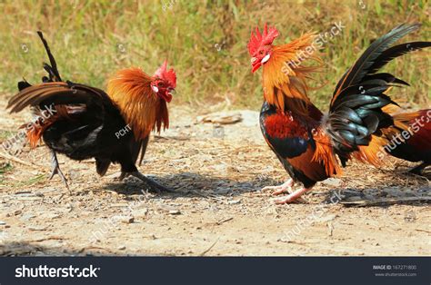 Beautiful Rooster Fighting Stock Photo 167271800 - Shutterstock