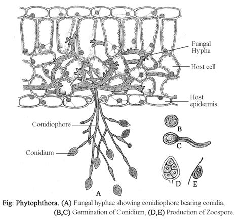 Phytophthora Classification Vegetative Structure Reproduction