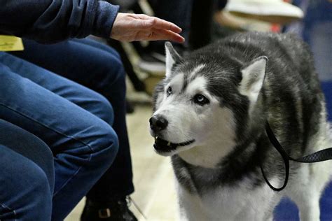 UConn's Jonathan the Husky back at Gampel Pavilion