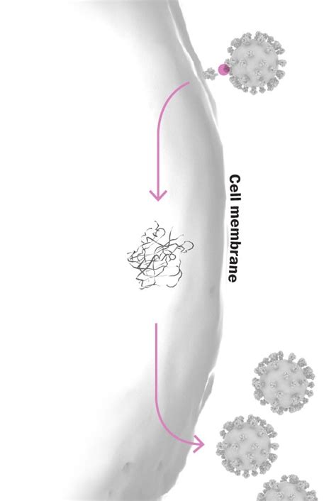 The coronavirus is mutating - The Washington Post