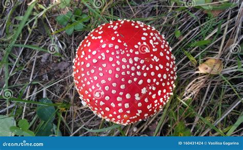 Red Toadstool Poisonous Mushroom Growth In The Autumn Forest Fly