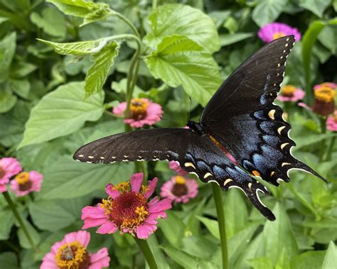 Black Swallowtail Butterfly Free Photo On Pixabay Pixabay