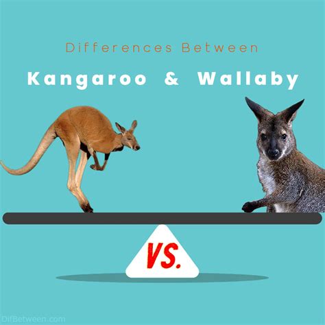 Kangaroo vs Wallaby: Key Differences and Contrasts