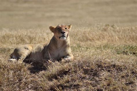 Tarangire Serengeti Ngorongoro 4 Day Camping Safari GetYourGuide