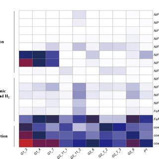 Relative Abundance Of Key Genes Involved In Nitrogen Metabolism A And