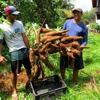 Macaxeira Gigante Quilos Colhida Em Fernando De Noronha