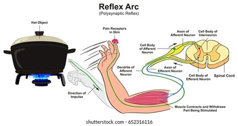 Reflex Arc Royalty-Free Images, Stock Photos & Pictures | Shutterstock