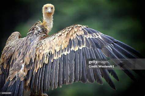 griffon vultures gyps fulvus spread wings  foto stock getty images