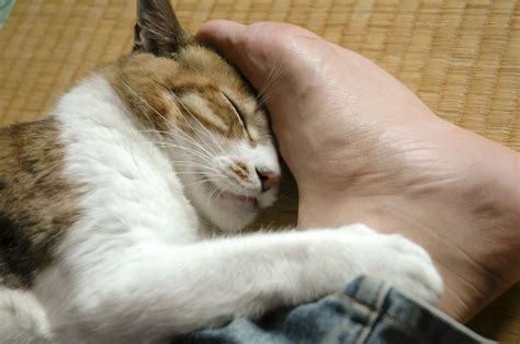 猫は死期が近づくとどんな行動をとる？亡くなる前に見せる兆候について ねこちゃんホンポ