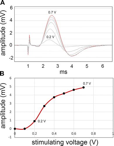 Compound Action Potential Hot Sex Picture